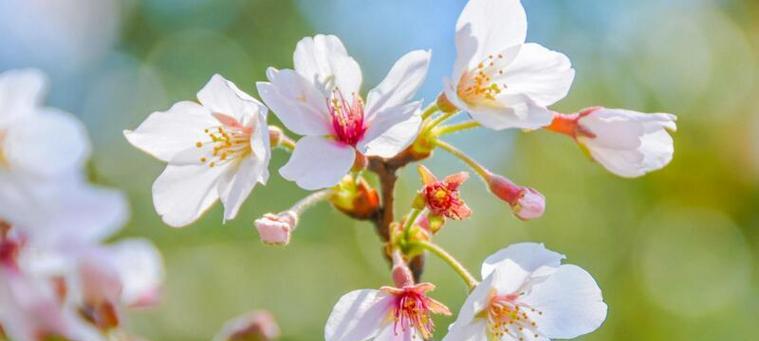 樱花之美（以樱花代表的花语和意义）