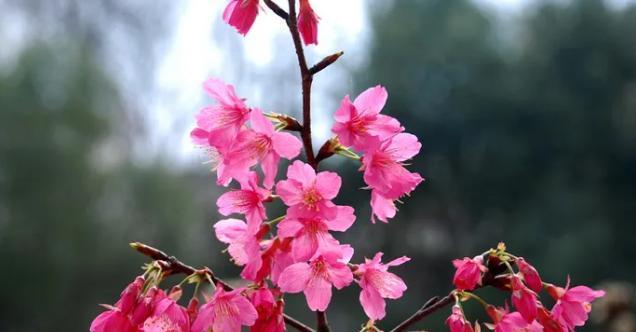 樱花之美（走进樱花海洋）