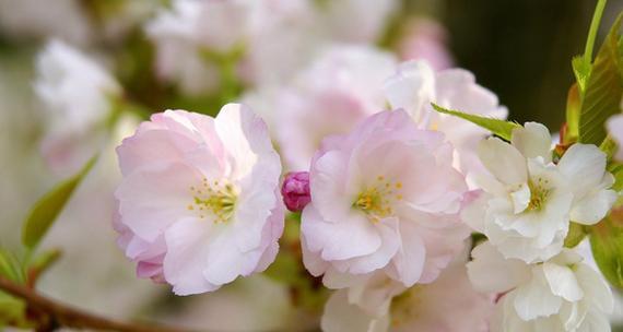 樱花之美与传说（探寻樱花的花语与神话传说）