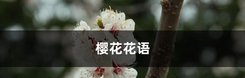 樱花之美与传说（探寻樱花的花语与神话传说）