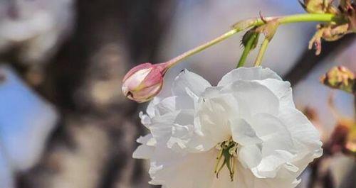 樱花之美与传说（探寻樱花的花语与神话传说）