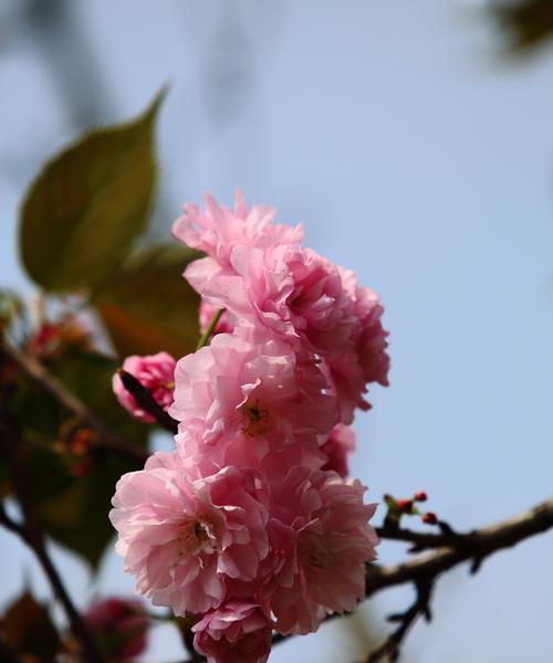 樱花之恋——花开寄情（赋予爱与祝福的精灵）