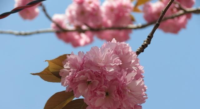 樱花花语（日本樱花之美与花语的传承）