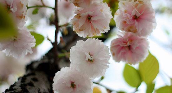 樱花飘香，花语浓情（赏花与品味）