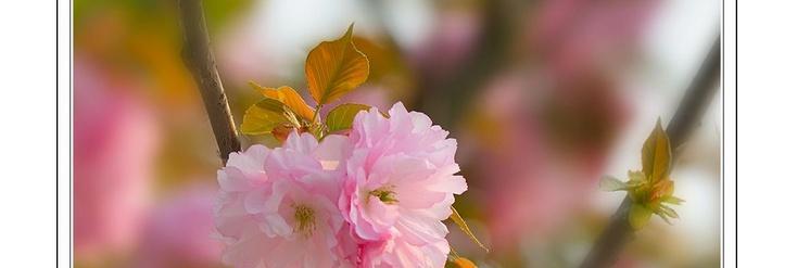 樱花花语的美丽与神秘（探索樱花花语中的深意与情感）