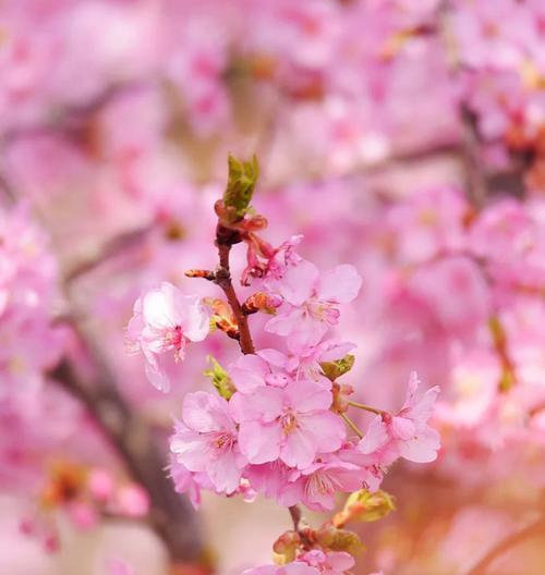 樱花花语的意义与传承（探秘樱花的浪漫与象征）