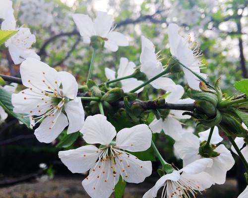 樱桃花的花语——美丽、希望与爱的象征（樱桃花的意义及其在不同文化中的象征）