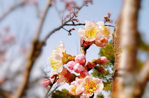 樱桃花的花语——美丽、希望与爱的象征（樱桃花的意义及其在不同文化中的象征）