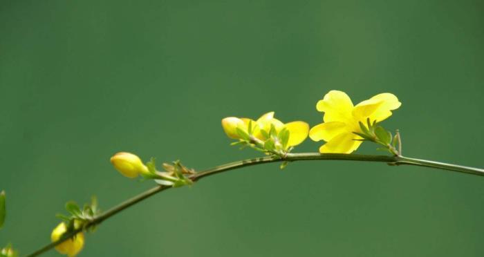 迎春花的寓意（春意盎然）