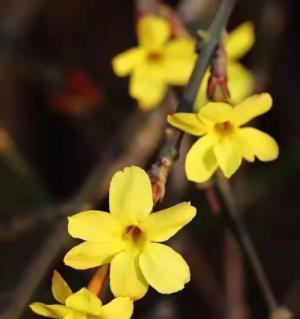 迎春花花语，寓意春天的希望与喜悦（探寻迎春花的花语和象征意义）