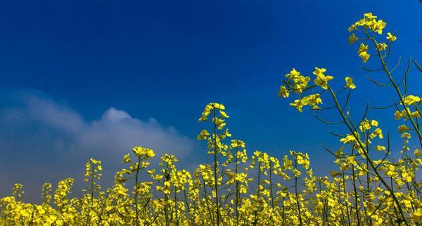 油菜花的花语和寓意（美丽如黄金的花海）