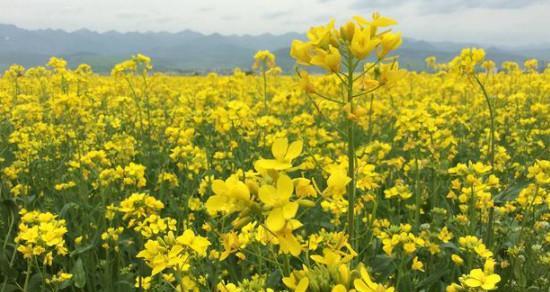 油菜花花语（揭开油菜花的神秘面纱）