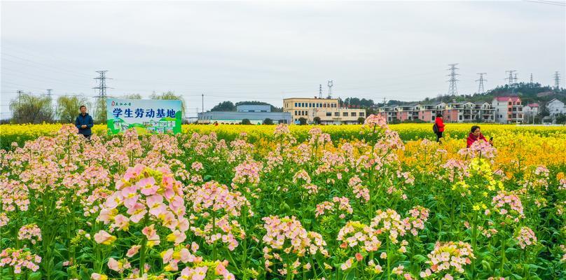 探寻油菜花花语的文化背景（揭秘油菜花与乡村）