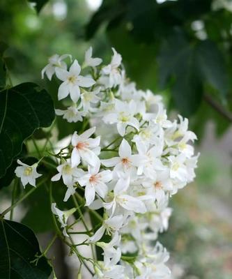 情窦初开的美丽油桐花（油桐花的花语与象征之道）