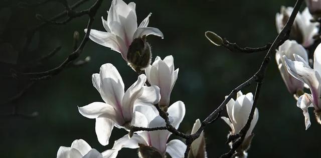 玉兰花的花语与传说（独立高贵的“孤品”——玉兰花的花语与传说）