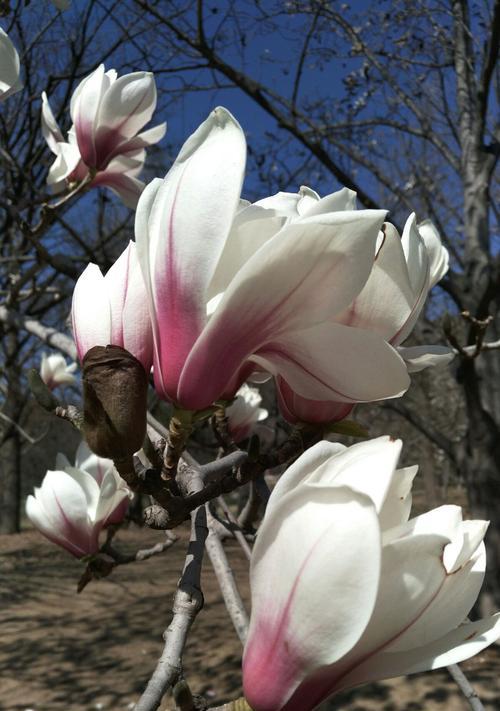 玉兰花（玉兰花的象征意义与美丽传说）