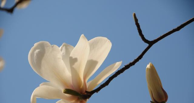 玉兰花之美（探索玉兰花的精神内涵）