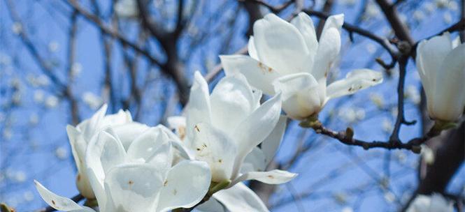 玉兰花的寓意及象征意义（探秘玉兰花的文化内涵与象征意义）