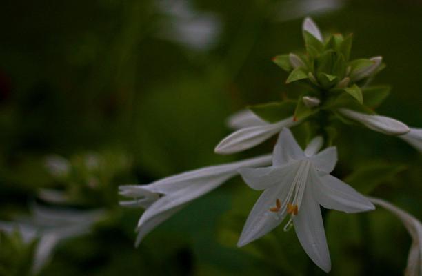 以玉簪花的花语与寓意（美丽）