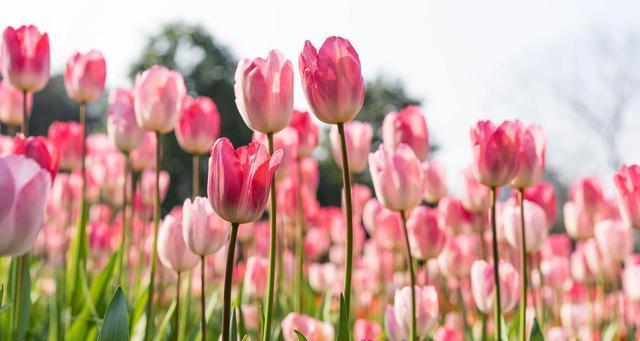 郁金香的花语和传说（探寻郁金香背后的花语及神秘传说）