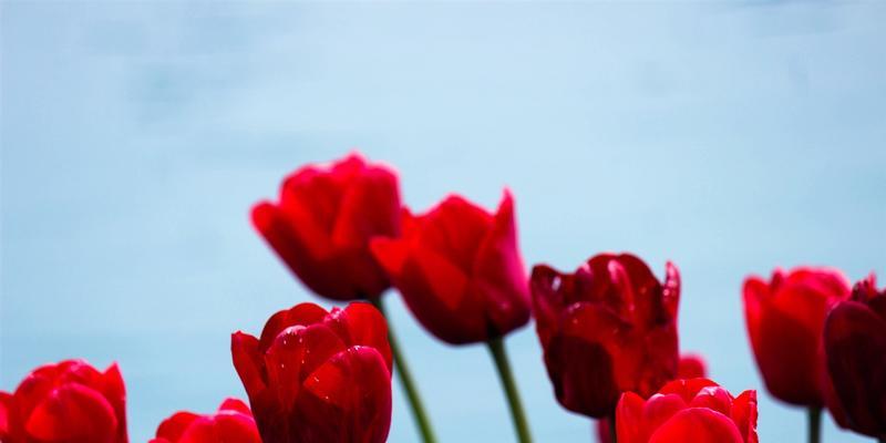 郁金香花的象征意义（深入探究郁金香花的美丽与寓意）