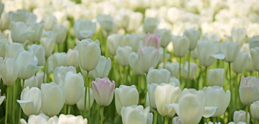 郁金香花语（郁金香花语的深意与表达）