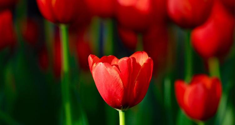 郁金香花语与寓意（揭开郁金香的神秘面纱）