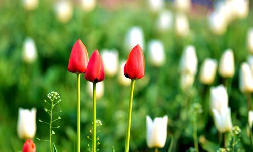 郁金香花语与寓意（揭开郁金香的神秘面纱）