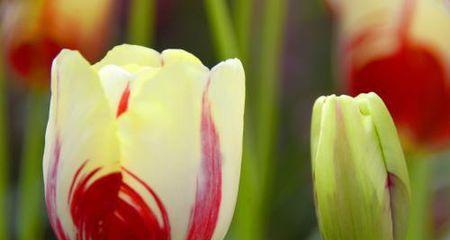 白郁金香花语（揭示白郁金香的花语和象征意义）