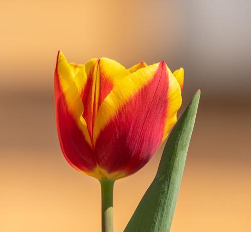 郁金香——花开绚烂的季节（探秘郁金香开花时间）