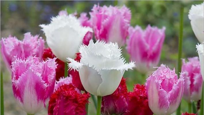 郁金香花语的深意（以郁金香送几朵）