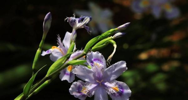 鸢尾草的花语（鸢尾花）