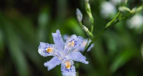 蒲公英和鸢尾花的花语与意义（探索蒲公英和鸢尾花的传统与象征）