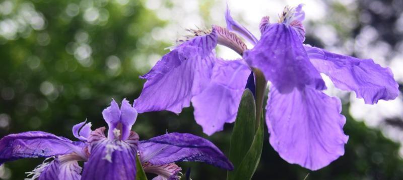 蒲公英和鸢尾花的花语与意义（探索蒲公英和鸢尾花的传统与象征）