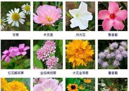 月光花的花语传递着神秘和浪漫（探索月光花的花语之谜）