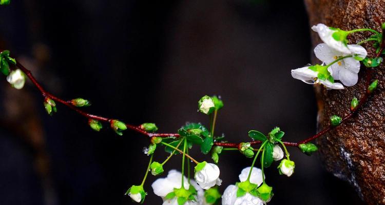 珍珠绣线菊花（探索珍珠绣线菊花的花语和文化背景）