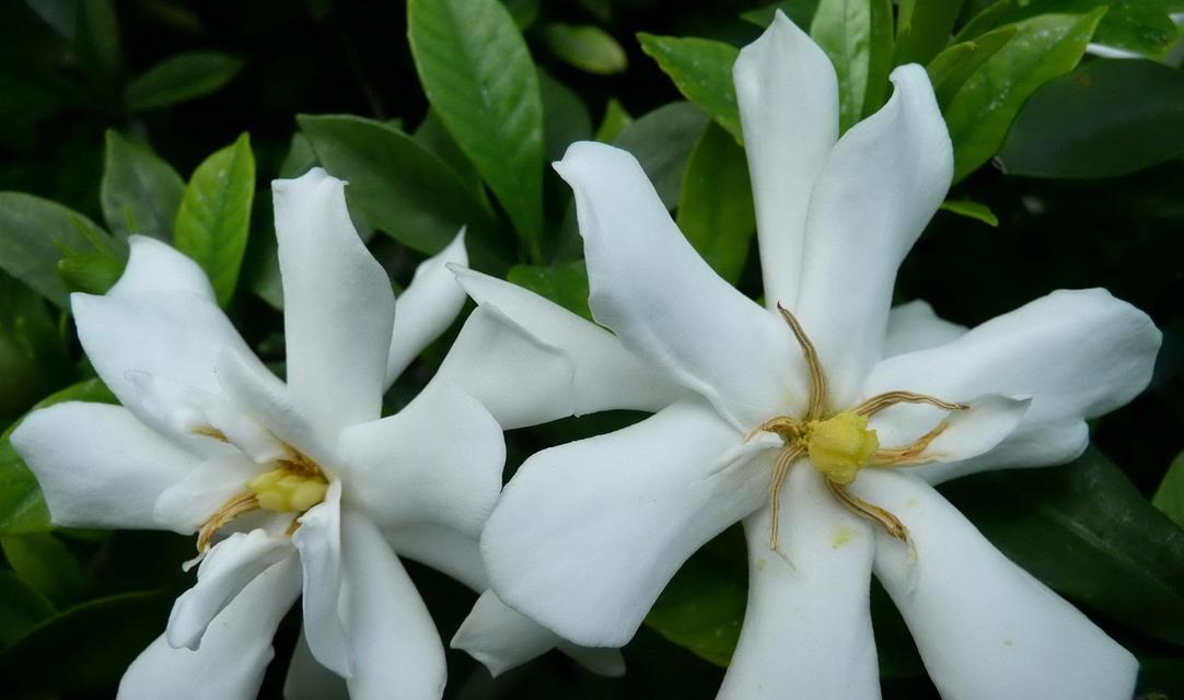 栀子花神话故事（美丽传承的芬芳——栀子花的神奇故事）