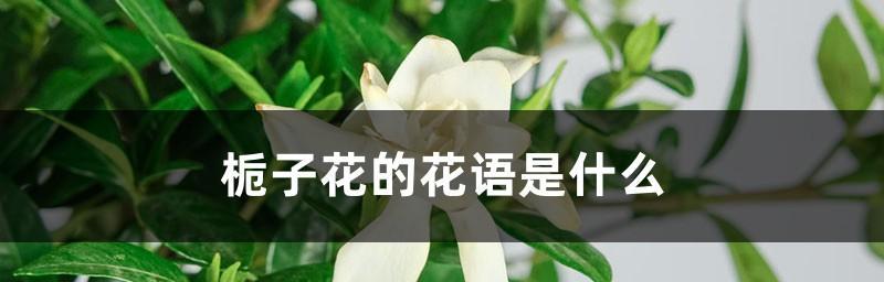 栀子花的花语与象征（栀子花的五种寓意及其象征意义）