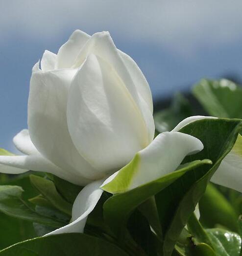 栀子花的花语与寓意——馨香芬芳，寓意美好（探寻栀子花背后的深刻寓意）