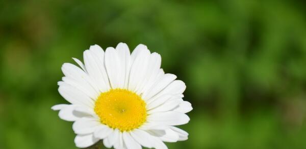 皱菊花（揭示皱菊花的花语与寓意）