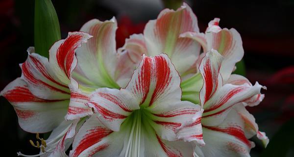 朱顶红花语之美——探寻花的诗意与神奇（传递爱与希望的朱顶红）