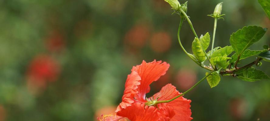 朱槿花的花语及其象征意义（探寻朱槿花的美丽与寓意）