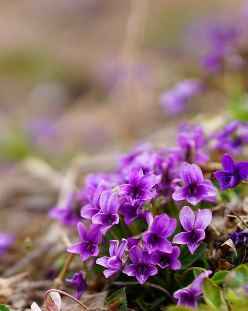 紫花地丁的花语与寓意（探究紫花地丁花的含义和象征意义）