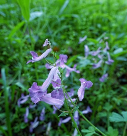 紫堇的花语与传说（神秘的紫堇花）