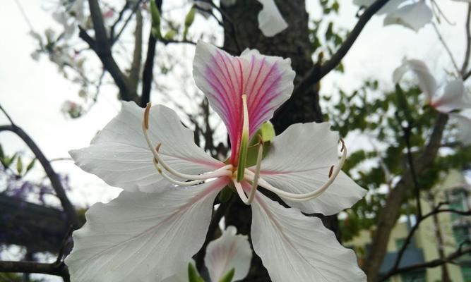 紫堇花花语（紫堇花的寓意与传承）