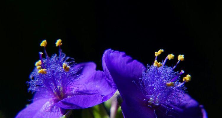 紫露草花语（揭秘紫露草的神秘花语）