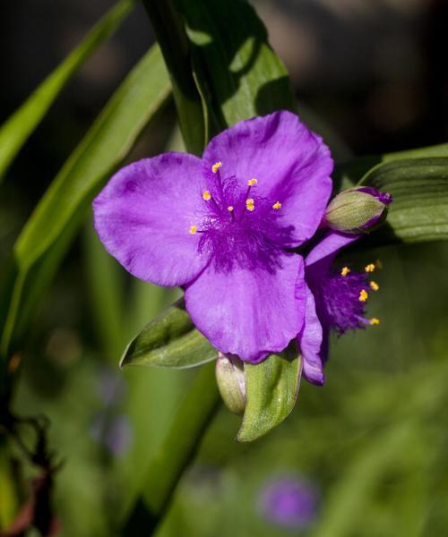 紫露草花语（揭秘紫露草的神秘花语）