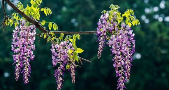 紫藤花的花语与意义（探寻紫藤花背后的花语传承）