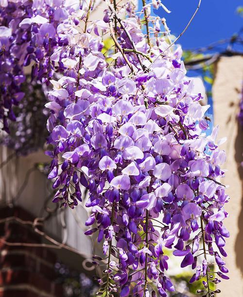 紫藤花的寓意与美好（探索紫藤花的花语与象征）