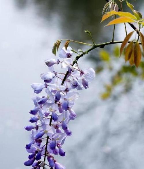 紫藤花的花语和传说（用紫藤花的花语和传说探索生命的意义）